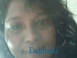 Dahlia66