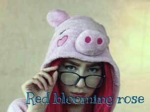 Red_blooming_rose